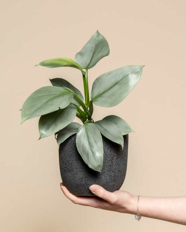 Eine Hand hält den Philodendron hastatum -ey, auch Silberschwert genannt, mit seinen breiten, glatten grünen Blättern in einem dunkel strukturierten Topf vor einem einfarbig beigen Hintergrund.