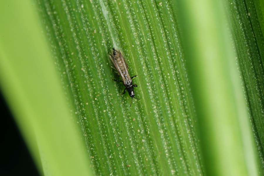 Thripse im Garten bekämpfen – So geht’s