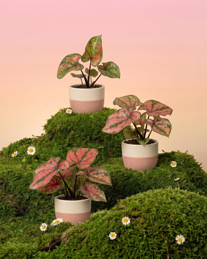 Drei Baby Caladium 'Purple Light' im cremeweiss-rosa Sencillo-Übertopf stehen auf moosbedeckten Hügeln mit Gänseblümchen vor zartrosa Hintergrund.
