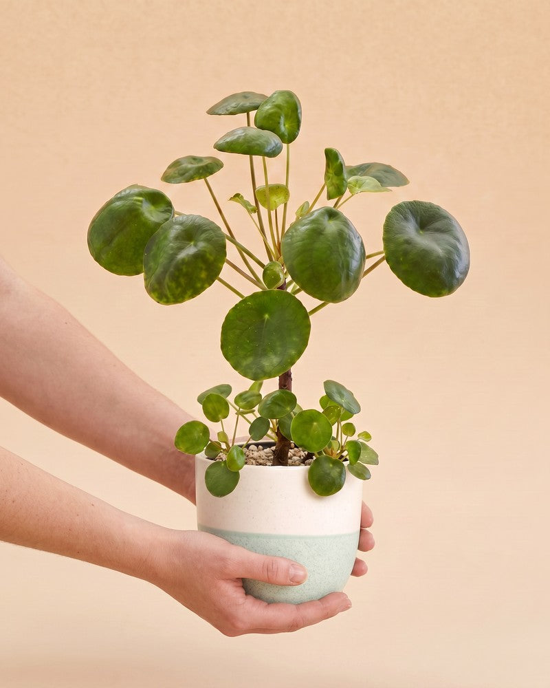 Zwei Hände halten ein Ufopflanze Bäumchen (Pilea peperomioides) im cremeweiss-mintfarbenen Variado-Übertopf vor beigem Hintergrund hoch