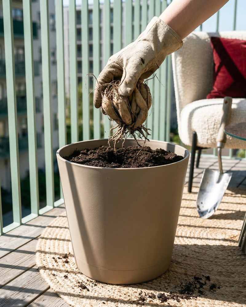 Eine behandschuhte Hand hält die Wurzeln von Sedum (Rosa) über einem beigen Topf mit Erde auf einem Balkon. In der Nähe liegt eine Gartenkelle, und im Hintergrund steht ein Stuhl mit einem roten Kissen.