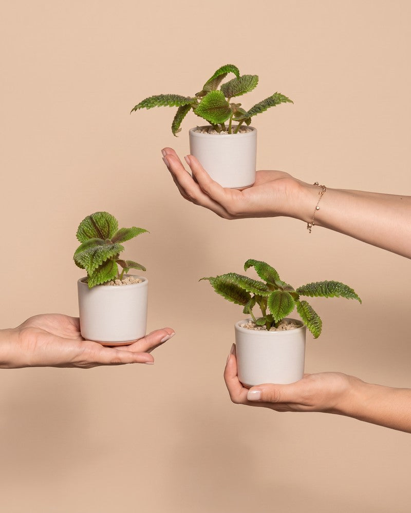 Drei Hände halten je eine Baby Pilea 'Moon Valley' im cremefarbenen Sencillo-Übertopf vor beigem Hintergrund