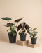 Das Alocasia Trio in unterschiedlich grossen Anzuchttöpfen: Shields im grössten 18-cm-Topf (links), Red Secret im 16-cm-Topf (Mitte) und Silver Nebula im kleinsten 14-cm-Topf (rechts), auf beigen Podesten vor beigem Hintergrund.