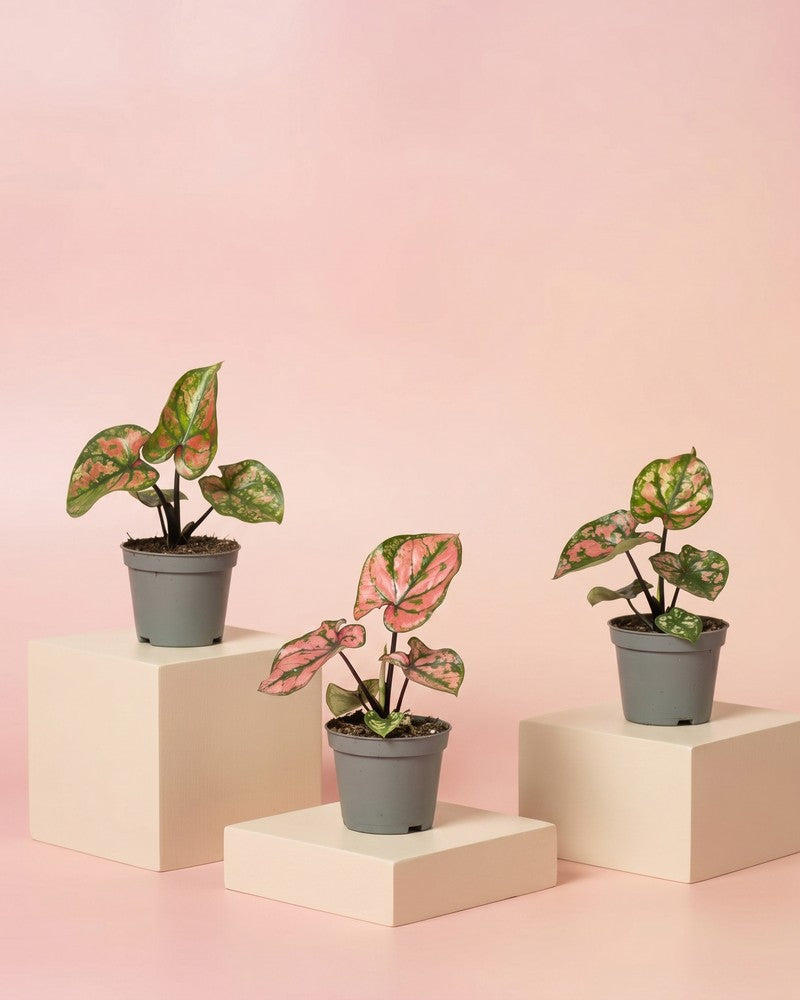 Drei Baby Caladium 'Purple Light' in schwarzen Anzuchttöpfen auf hellen Würfel-Podesten vor zartrosa Hintergrund.