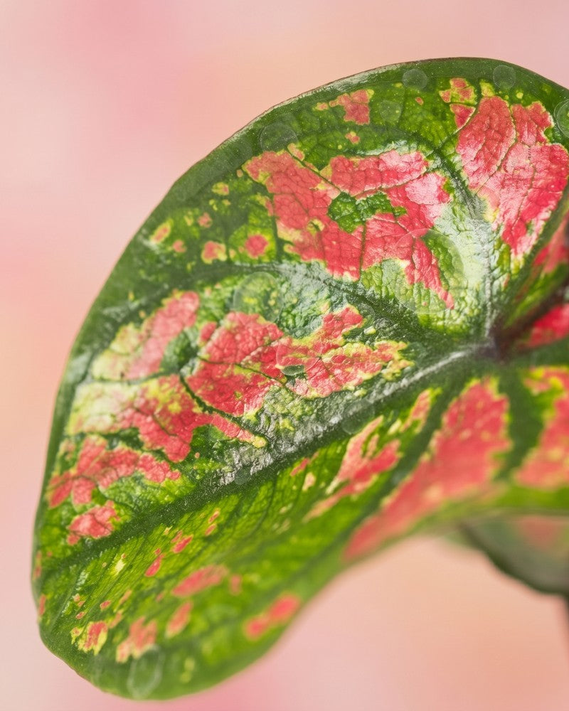 Nahaufnahme eines herzförmigen Caladium 'Purple Light' Blattes mit grünem Grund und leuchtend pink-roten Sprenkeln.