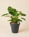 Philodendron 'Burle Marx' • feey