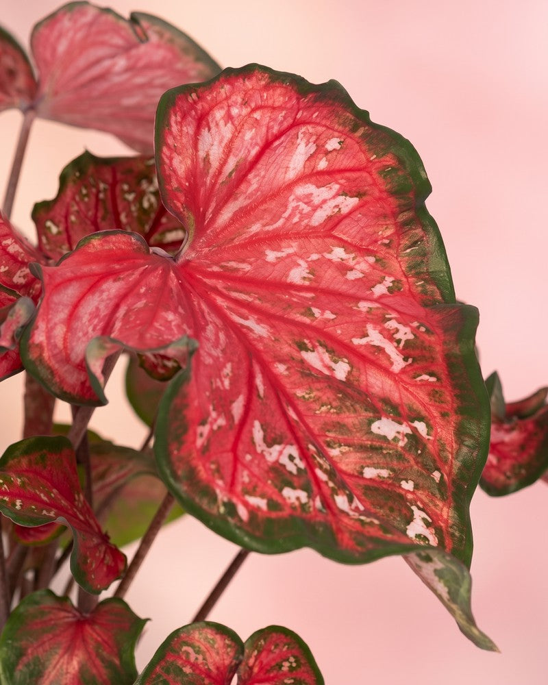 Nahaufnahme eines leuchtenden Blattes der Caladium „Pink Panther“ mit kräftig rosaroter Mitte, grünen Rändern und dichten weißen Sprenkeln vor einem weichen pfirsichfarbenen Hintergrund.