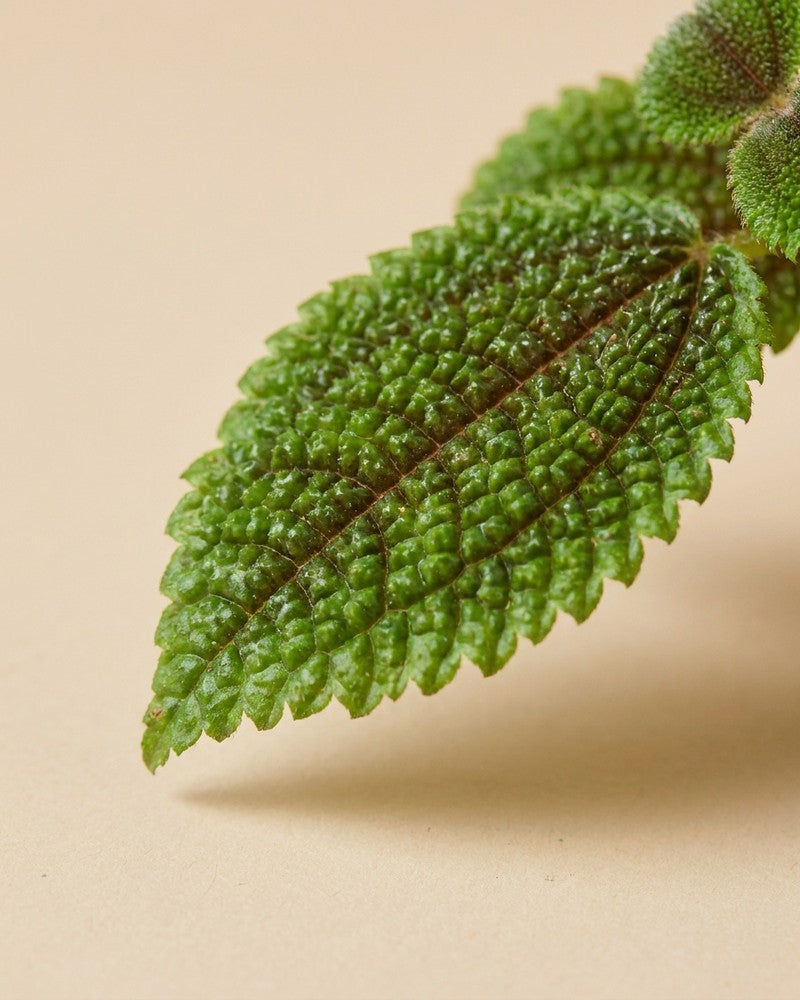 Nahaufnahme eines stark strukturierten, gewölbten Blattes der Baby Pilea 'Moon Valley'