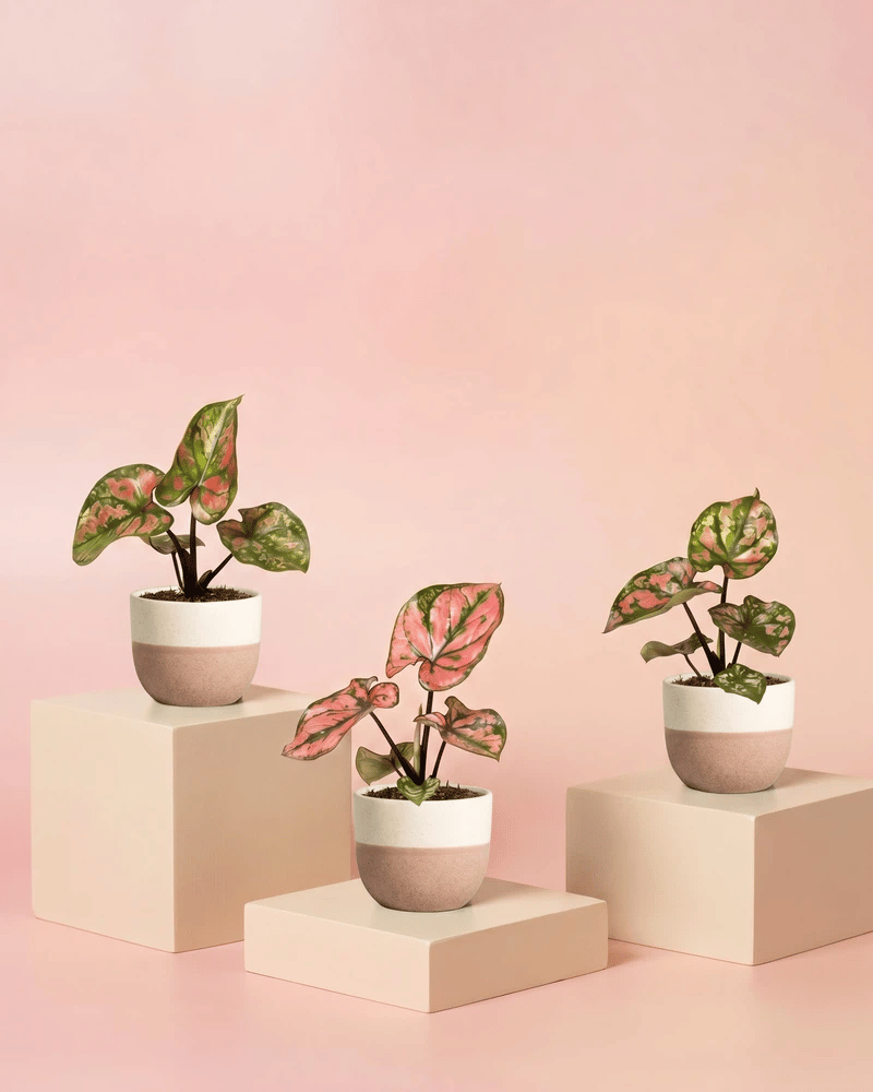 Drei Baby Caladium 'Purple Light' im Variado-Übertopf in drei zweifarbigen Varianten: cremeweiss-sand, cremeweiss-salbei und mintgrün.