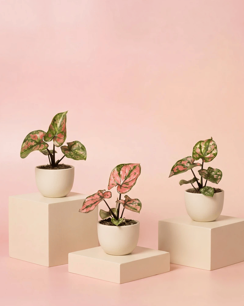 Drei Baby Caladium 'Purple Light' im keramischen Direito-Übertopf in zwei Farbvarianten: Cremeweiss und Anthrazit.