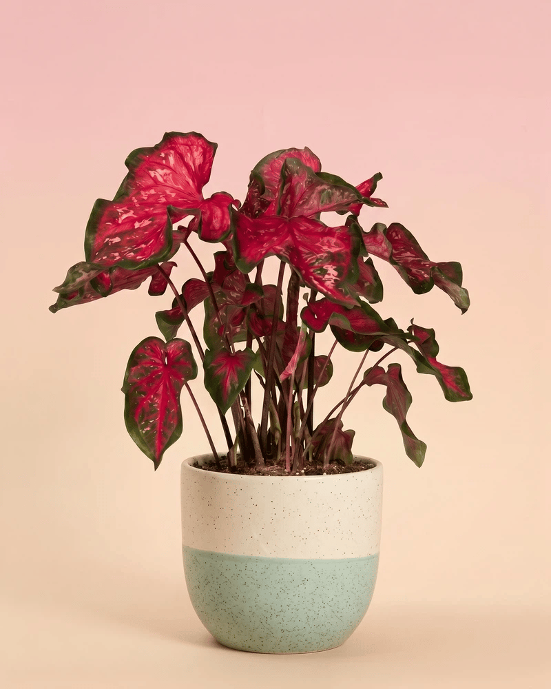 Eine Caladium „Pink Panther“ in einem zweifarbigen, gesprenkelten Übertopf, dessen Farbe zwischen Salbeigrün, Oliv, Rosé und Terracotta wechselt, vor einem pfirsichfarbenen Hintergrund.