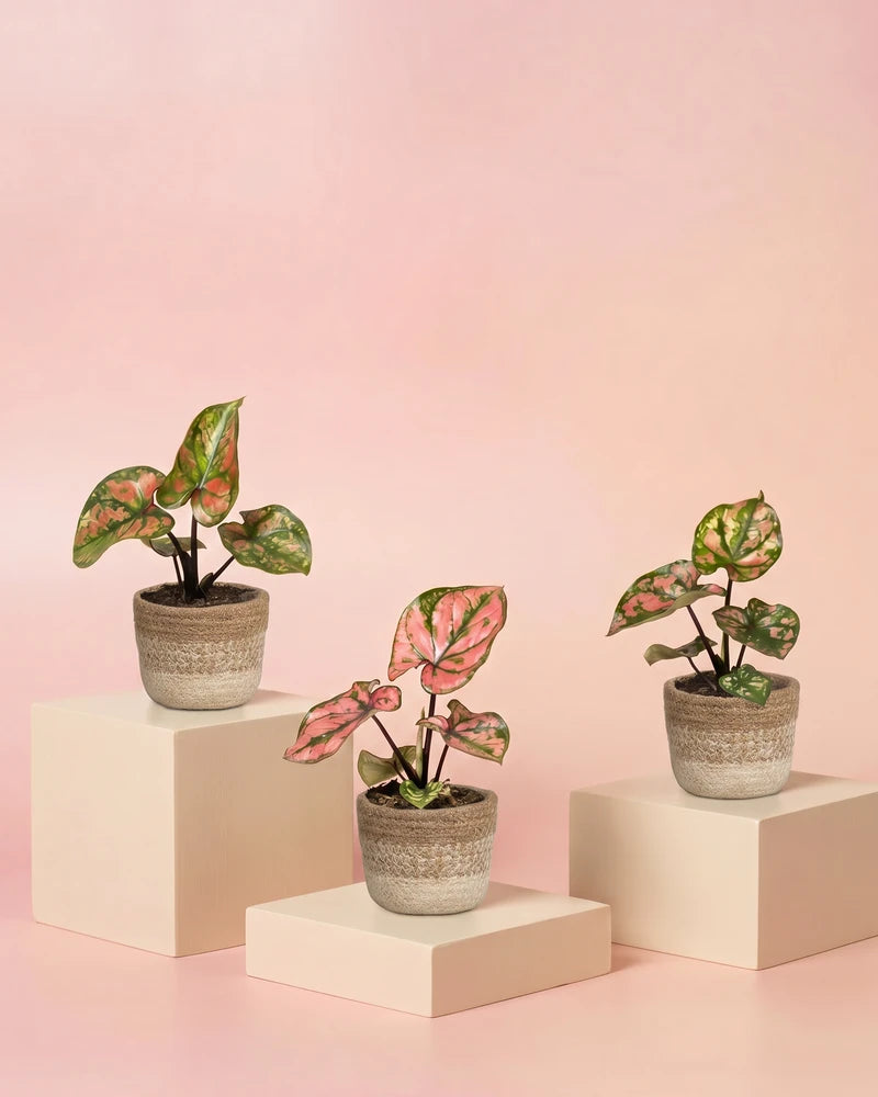Drei Baby Caladium 'Purple Light' in geflochtenen Lapis-Körben aus Jute auf hellen Würfel-Podesten vor zartrosa Hintergrund.