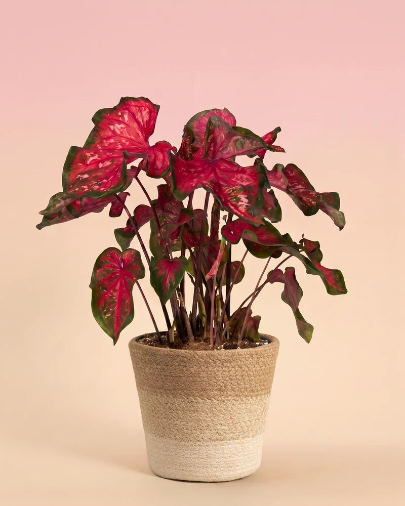 Eine Caladium „Pink Panther“ in einem hellen geflochtenen Jutekorb vor einem weichen pfirsichfarbenen Hintergrund.