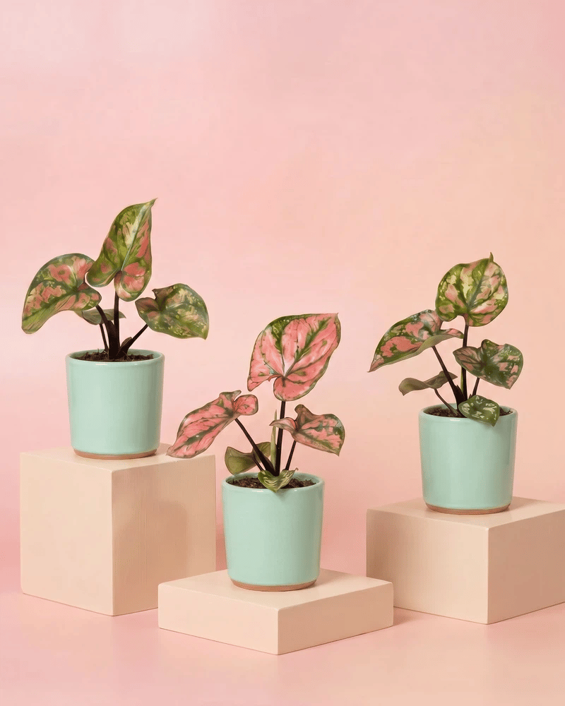 Drei Baby Caladium 'Purple Light' im glatten Sencillo-Übertopf in vier Farbvarianten: Salbei, Cremeweiss, Weiss und Anthrazit.