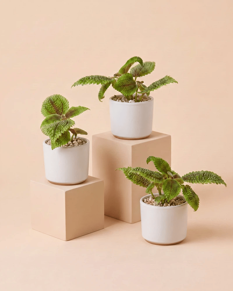 Drei Baby Pilea 'Moon Valley' in geraden Sencillo-Töpfen in Weiss, Taupe, Mint und Schwarz