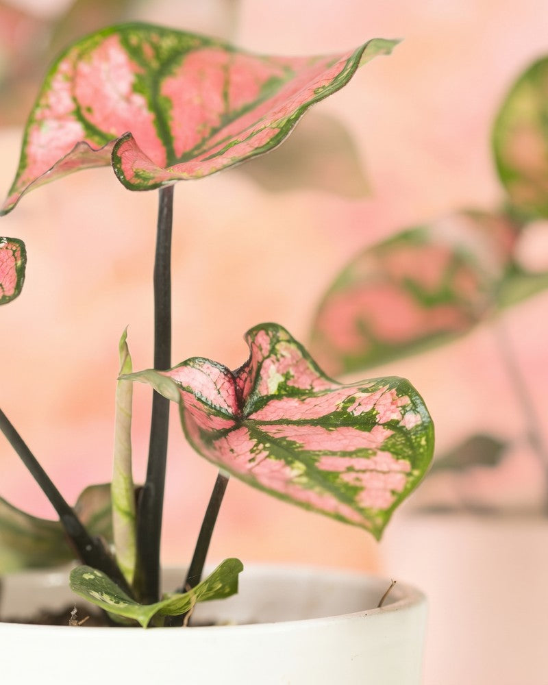 Nahaufnahme eines Caladium 'Purple Light' Blattes mit rosaroter Mitte, grünem Rand und feinen rosa Adern.