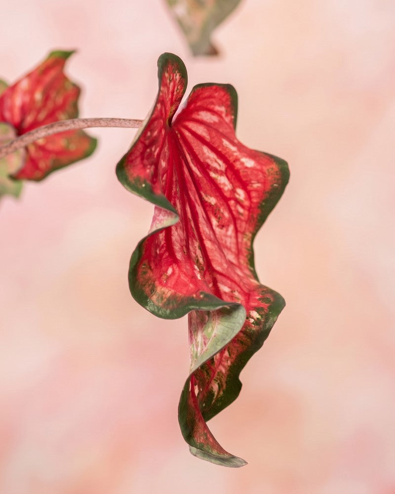 Ein einzelnes, stark gewelltes Blatt der Caladium „Pink Panther“ mit rosaroter Mitte und geschwungenem grünem Rand vor einem weichen pfirsichfarbenen Hintergrund.