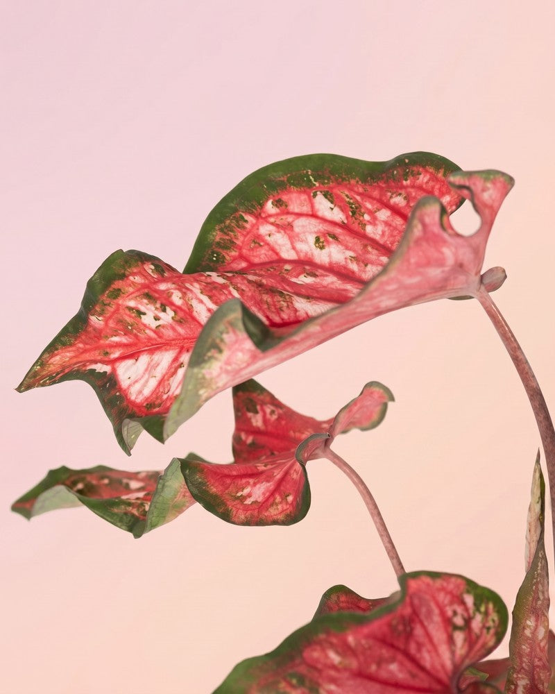 Eine Gruppe gewellter Blätter der Caladium „Pink Panther“ mit rosa-roter und grüner Panaschierung und weißen Sprenkeln vor einem pfirsichfarbenen Hintergrund.