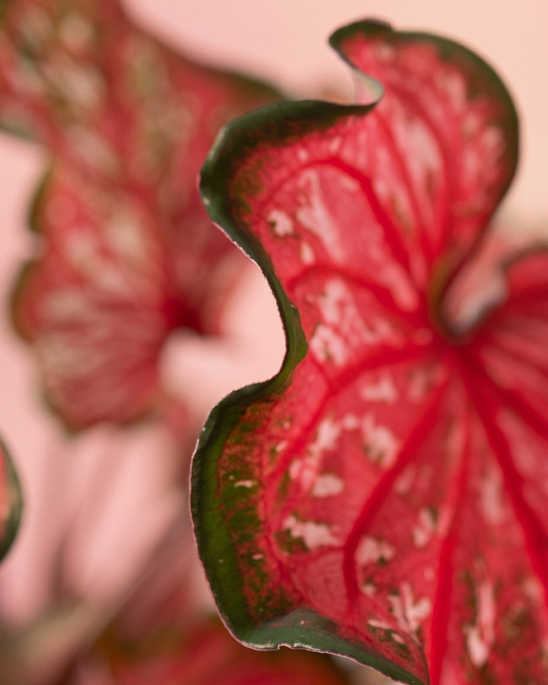 Nahaufnahme eines gewellten Blattes der Caladium „Pink Panther“ mit roter Mitte, gekräuseltem grünem Rand und weißen Sprenkeln vor einem weichen pfirsichfarbenen Hintergrund.