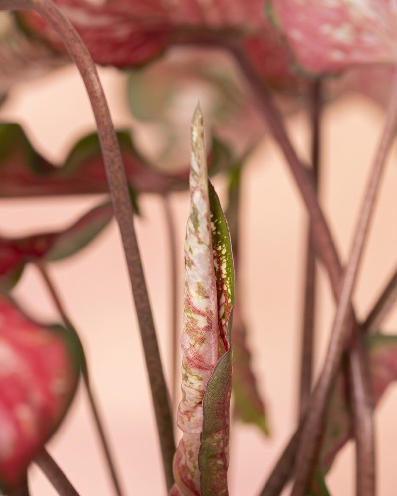 Ein neu eingerolltes, rosa-grün gesprenkeltes Blatt der Caladium „Pink Panther“ zwischen aufrechten Stielen vor einem weichen pfirsichfarbenen Hintergrund.