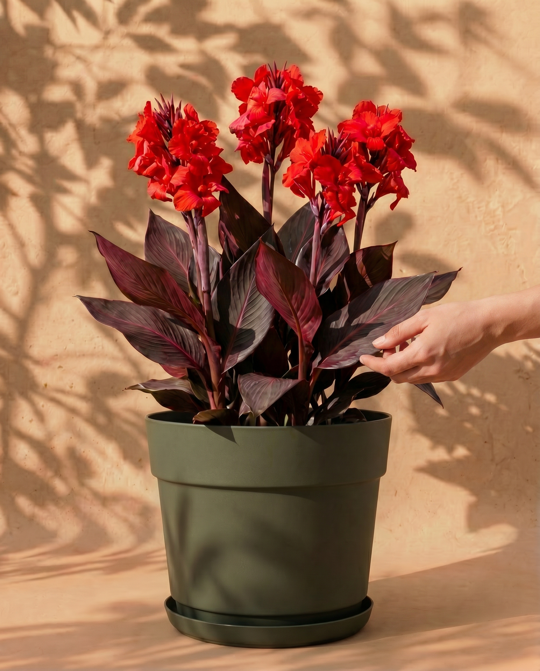 Rote Canna im grauen Bloom-Übertopf mit dekorativem Band und Untersetzer