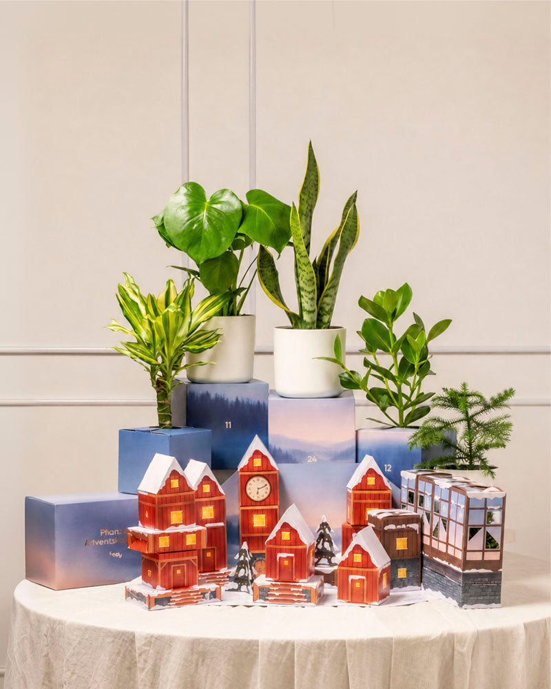 Aufgebautes rotes Winterdorf des Pflanzen-Adventskalenders auf einem gedeckten Tisch, dahinter blaue Adventskalender-Boxen mit Zimmerpflanzen in weißen Töpfen vor heller Wandvertäfelung.