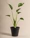 Eine Alocasia 'Tiny Dancer' mit langen Stielen und glänzenden Blättern wächst in dunkler Erde in einem schwarzen Plastiktopf vor einem schlichten beigen Hintergrund.