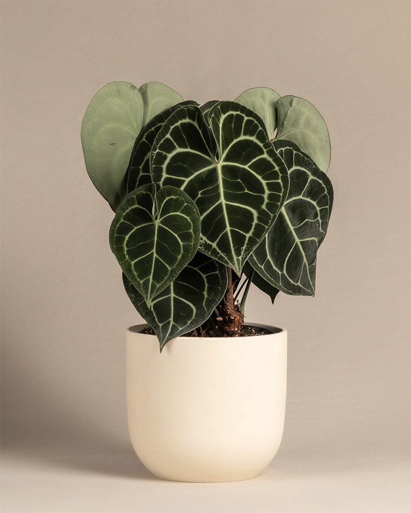 Eine getopfte Anthurium clarinervium mit großen, herzförmigen, dunkelgrünen Blättern mit auffälligen Adern sitzt in einem einfachen, cremefarbenen Keramiktopf vor einem schlichten beigen Hintergrund.