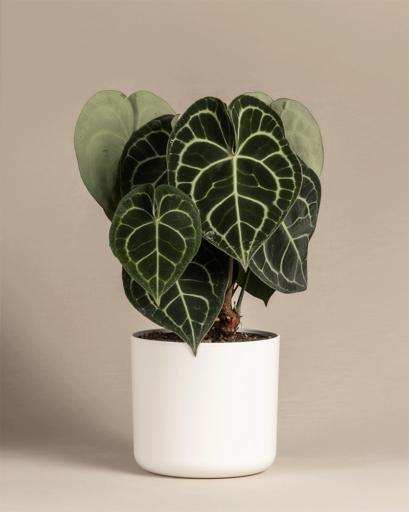Die Anthurium clarinervium, auch Flamingoblume genannt, zeigt ihre kräftigen dunkelgrünen, herzförmigen Blätter mit weißen Adern in einem weißen Topf vor einem beigen Hintergrund.