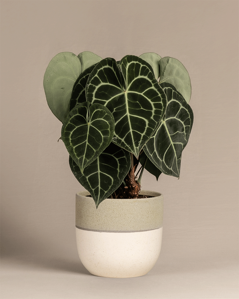 Anthurium clarinervium hat dunkelgrüne, herzförmige Blätter mit auffälligen hellgrünen Adern und wird in einem zweifarbigen beigen und hellgrauen Keramiktopf vor einem einfarbig beigen Hintergrund geliefert.