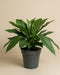 Anthurium 'Jungle Bush' mit breiten, glänzenden Blättern ist in einem dunkelgrauen Kunststofftopf getopft und steht vor einem einfarbig beigen Hintergrund.