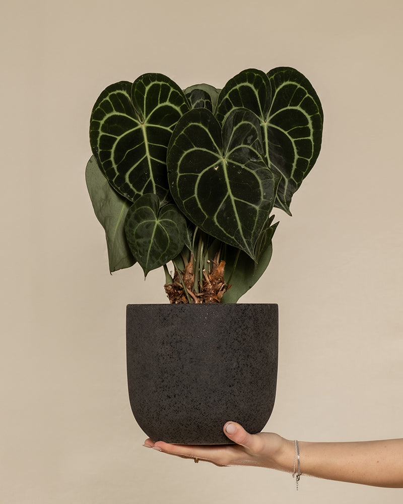 Eine Hand hält einen dunkelgrauen Topf mit einer Anthurium clarinervium, die ihre großen, herzförmigen, dunkelgrünen Blätter mit auffälligen hellgrünen Adern vor einem einfarbig beigen Hintergrund zur Schau stellt.