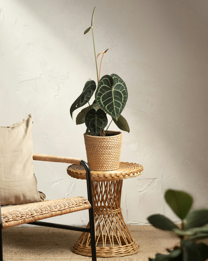 Eine getopfte Anthurium clarinervium mit dunkelgrünen, herzförmigen Blättern steht auf einem geflochtenen Rattan-Beistelltisch neben einem Korbsessel mit beigem Kissen vor einer strukturierten weißen Wand.