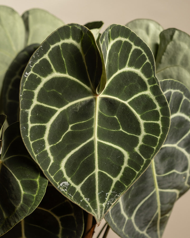 Nahaufnahme eines Anthurium clarinervium-Blattes, das eine dunkelgrüne, herzförmige Form mit ausgeprägten hellgrünen Adern und samtiger Textur aufweist. Ähnliche Blätter der Flamingoblume erscheinen sanft verschwommen im Hintergrund.
