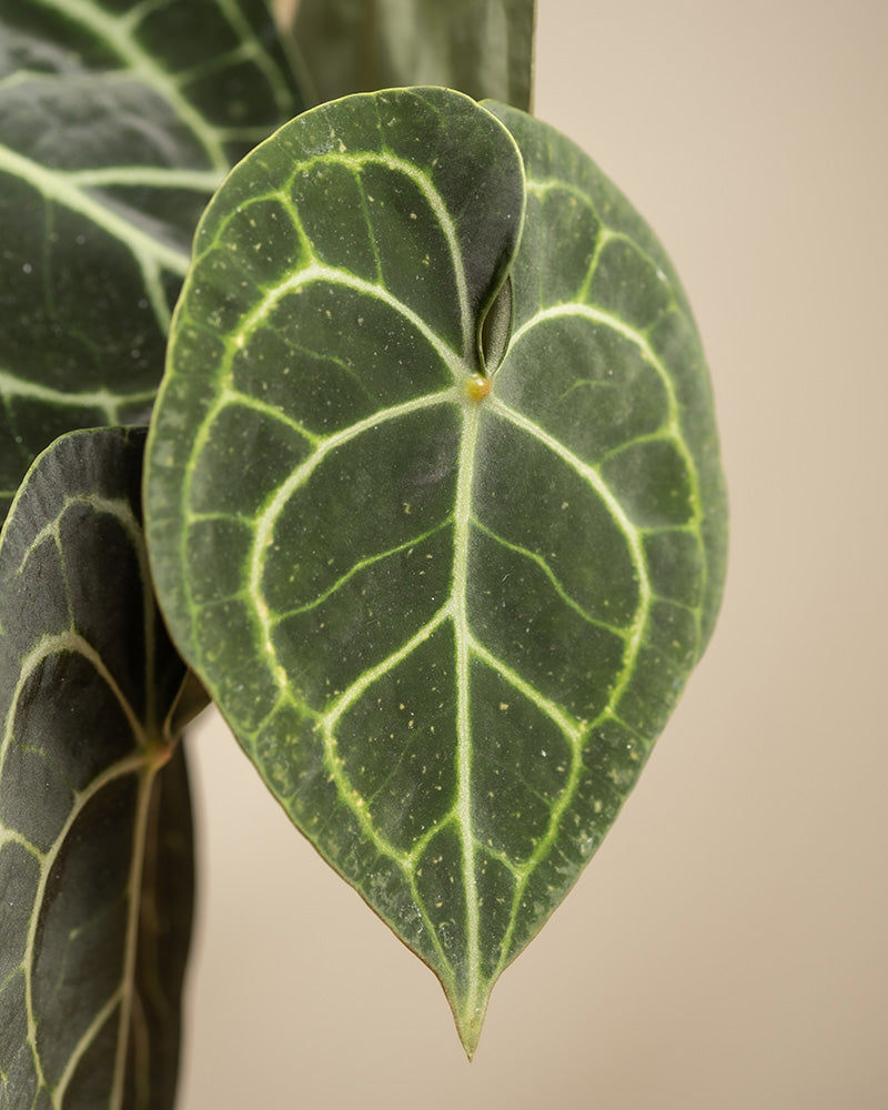 Die Nahaufnahme eines Anthurium clarinervium-Blattes zeigt seine dunkelgrüne, herzförmige Form mit hellgrünen Adern und samtiger Textur. Ein Teil eines anderen ähnlichen Blattes erscheint vor einem neutralen beigen Hintergrund.
