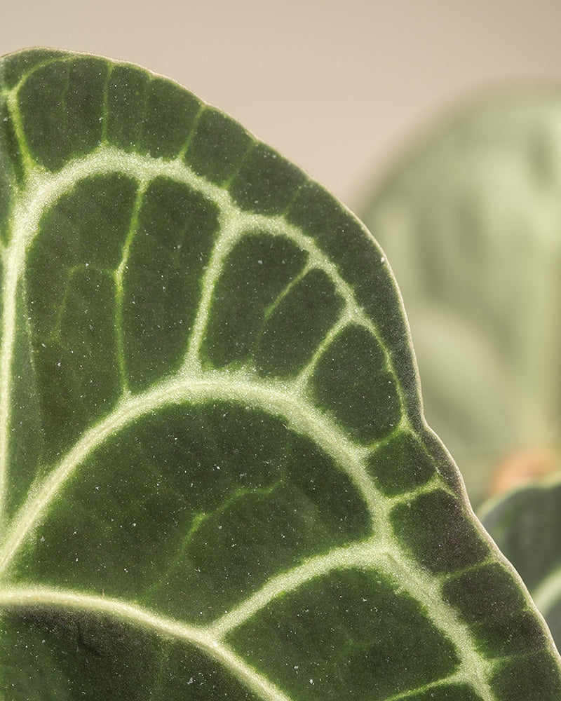 Nahaufnahme der Anthurium clarinervium, die ihr üppig grünes Blatt mit kräftigen weißen Adern zeigt, die ein auffälliges geometrisches Muster bilden, vor einem sanft verschwommenen Hintergrund.