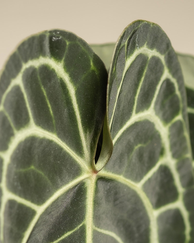 Nahaufnahme der Blätter von Anthurium clarinervium mit ihren auffälligen hellgrünen Adern und geometrischen Mustern vor einem schlichten, hellen Hintergrund.