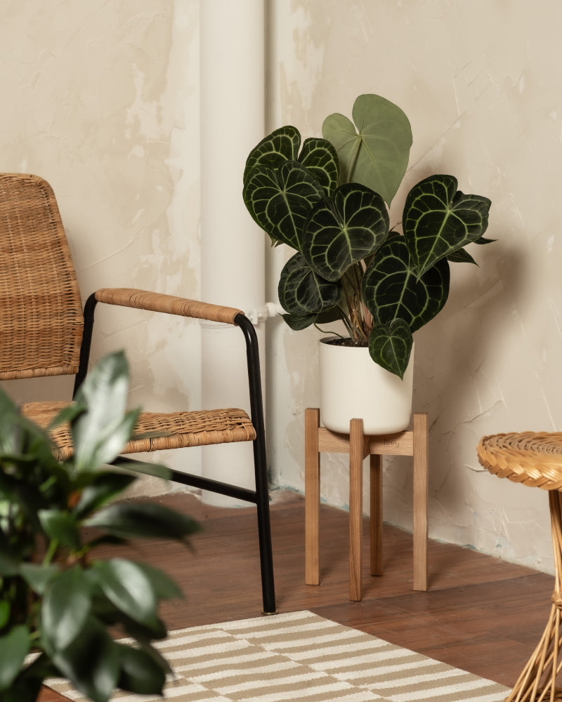 Eine Anthurium clarinervium mit auffälligen, dunkelgrünen Blättern steht auf einem Holzständer neben einem Korbsessel in einem gemütlichen, modernen Raum mit neutralen Wänden und einem gestreiften Vorleger.