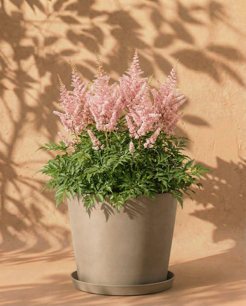 Astilbe (rosa)