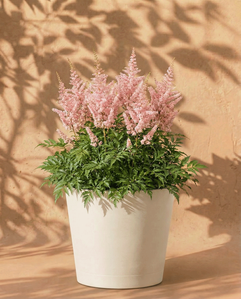 Astilbe (rosa)