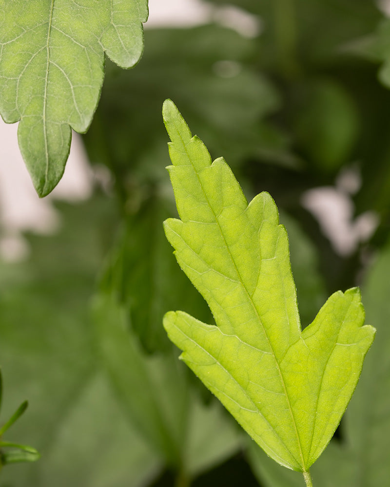 Eine Nahaufnahme des hellgrünen, gelappten Blattes des Blauen Hibiskus mit sichtbaren Adern, vor einem verschwommenen grünen Hintergrund und einem anderen ähnlichen Blatt - eine winterharte, bienenfreundliche Gartenwahl.