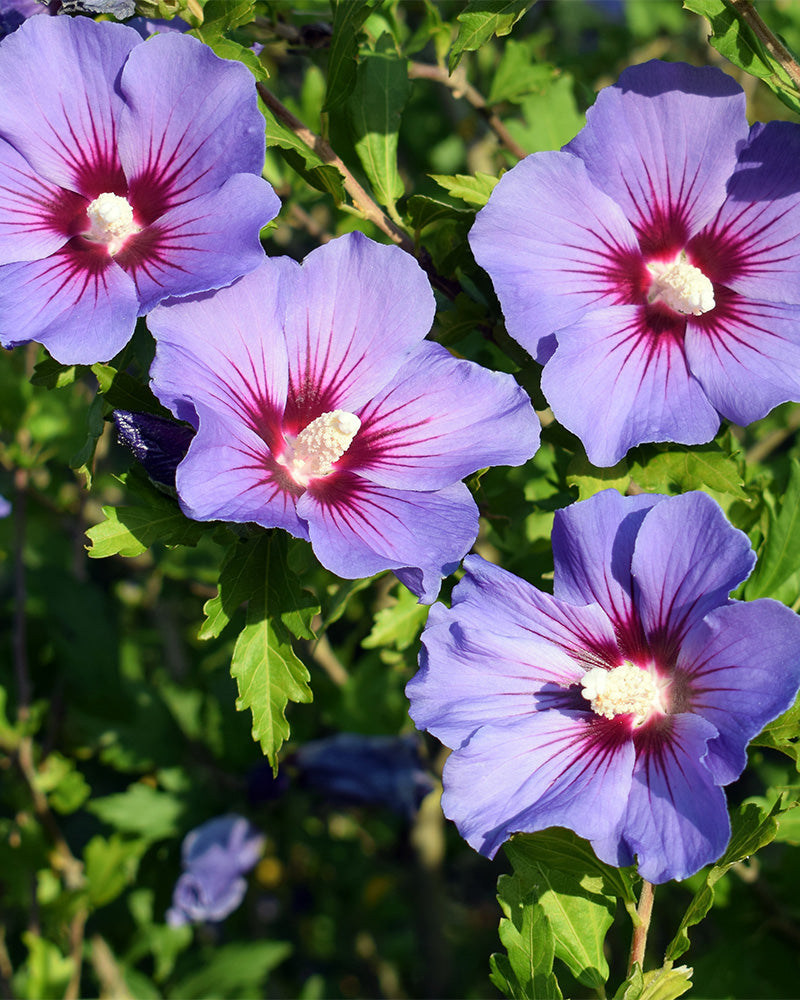 Vier leuchtende Blüten des Blauen Hibiskus (Hibiscus syriacus) mit tiefroter Mitte und weißen Staubgefäßen blühen inmitten grüner Blätter im Sonnenlicht. Dieser bienenfreundliche Strauch ist winterhart und eignet sich daher perfekt für eine ganzjährige Gartenpracht.