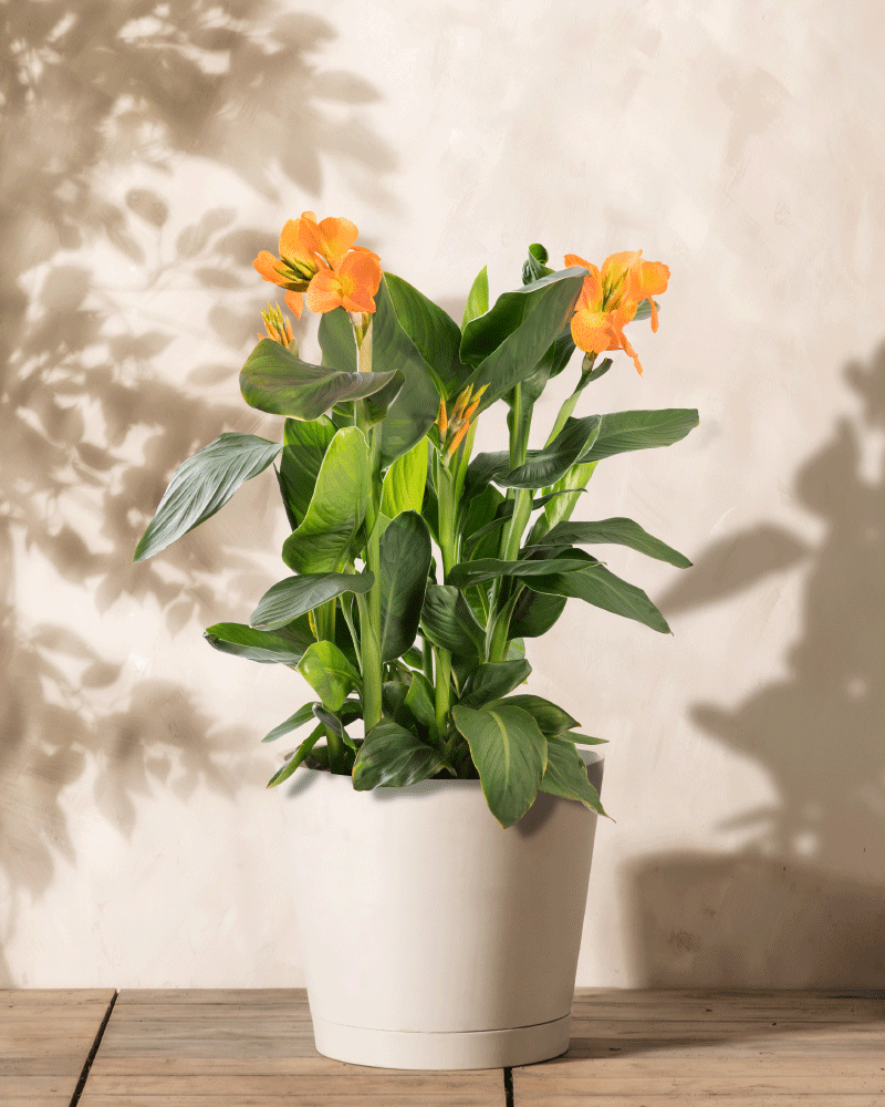 Eine pflegeleichte Canna (Rosa) mit leuchtend orangefarbenen Blüten und üppigen grünen Blättern steht auf einer Holzoberfläche und wirft weiche Schatten auf einen beigen Hintergrund für eine heitere und natürliche Atmosphäre.