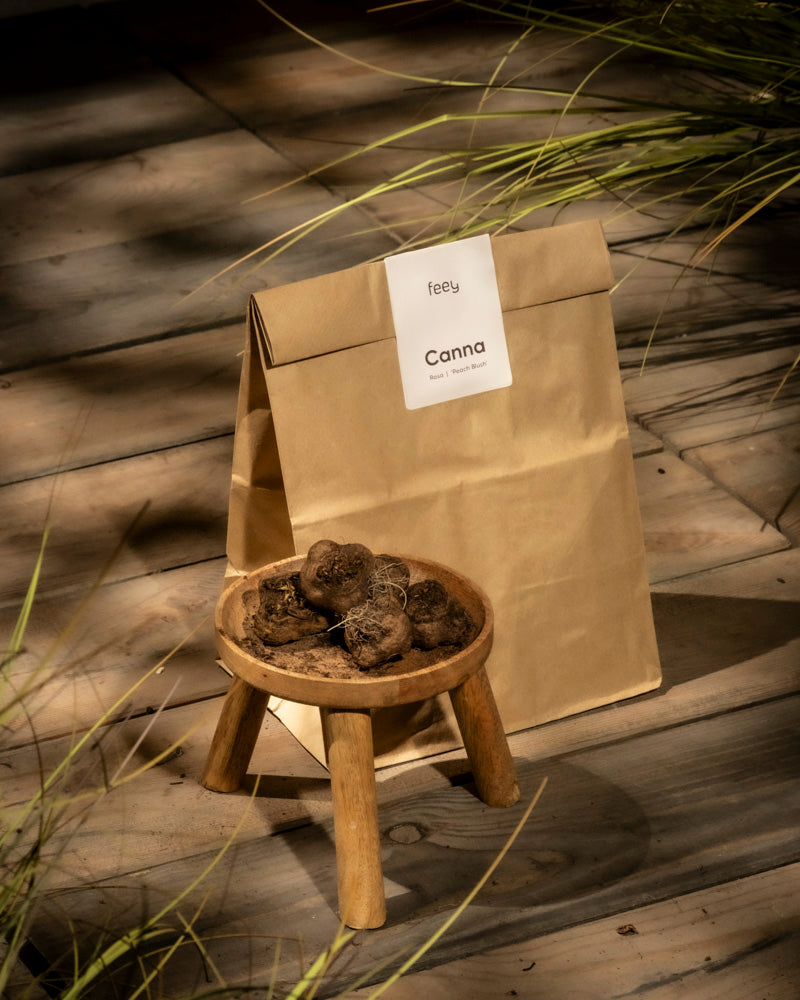Die braune Papiertüte mit der Aufschrift „Canna (rosa)“ liegt auf einer Holzoberfläche neben einem Hocker mit dunklen Trüffeln, während Sonnenlicht durch die rosa Blüten fällt, weiche Schatten wirft und die natürliche Atmosphäre hervorhebt.
