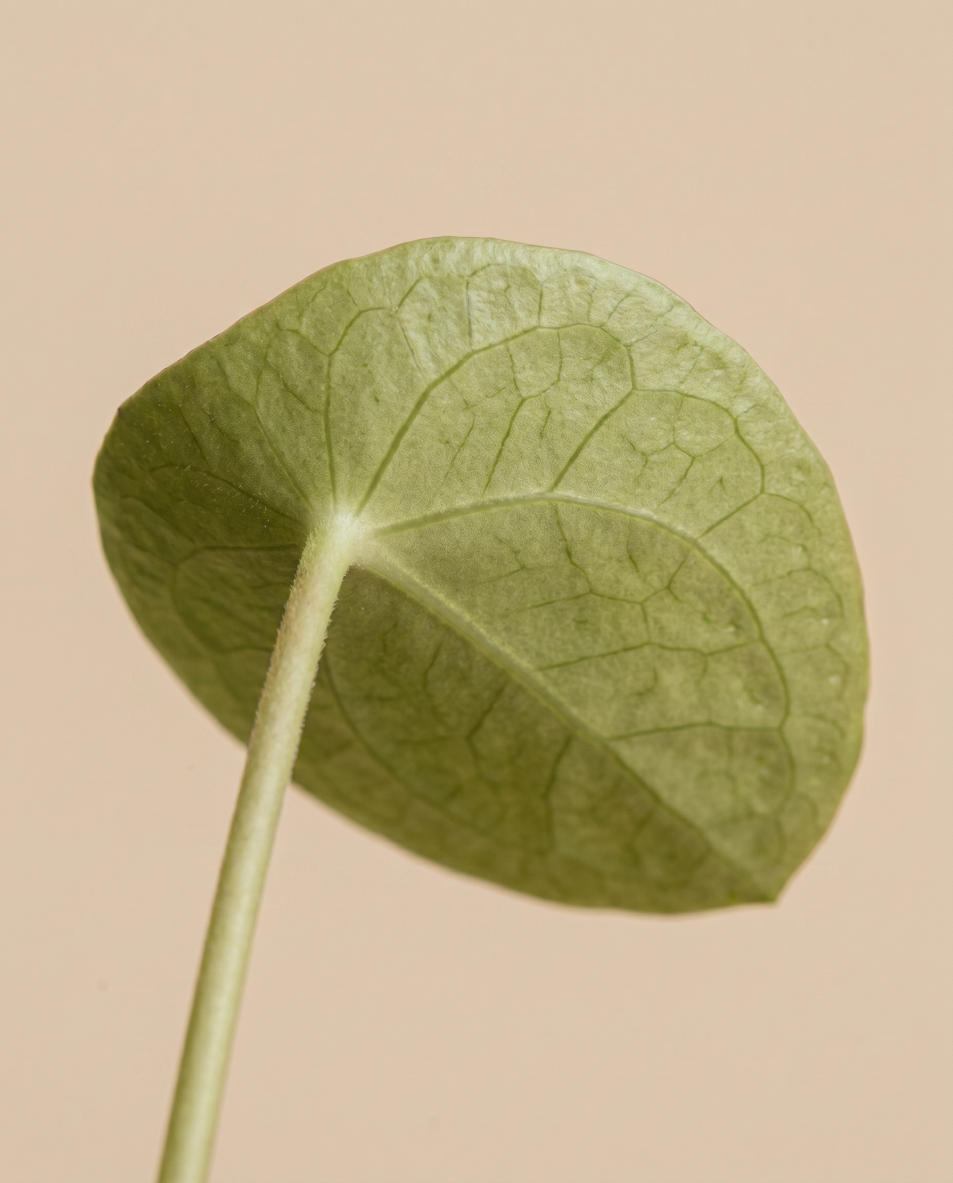 Nahaufnahme eines einzelnen grünen Blattes der Ufopflanze (Pilea peperomioides) mit sichtbaren Adern und einem dünnen Stiel vor einem einfarbig beigen Hintergrund.