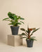 Das Philodendron Power-Duo in Anzuchttöpfen: Burle Marx (18 cm) auf beigem Podest und Pluto (14 cm) davor vor beigem Hintergrund.