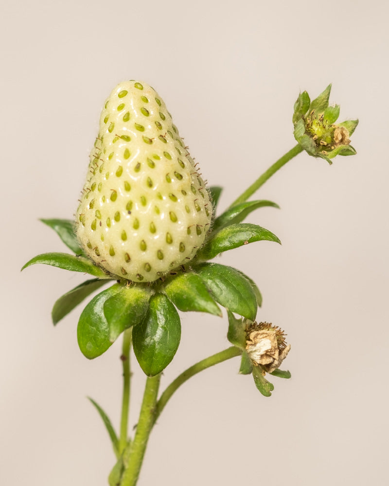 Nahaufnahme einer unreifen, blassgrünen Erdbeere (Wurzelstock) mit kleinen Samen, umgeben von grünen Blättern und zwei kleinen getrockneten Blütenknospen auf hellem Hintergrund.