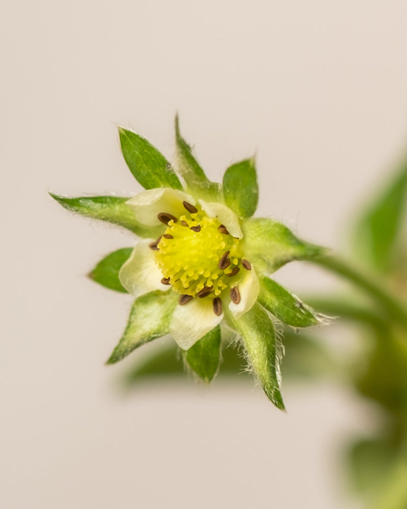 Nahaufnahme einer Walderdbeerblüte aus Erdbeere (Wurzelstock) mit weißen Blütenblättern, einer gelben Mitte und grünen Kelchblättern vor einem zartbeigen Hintergrund.