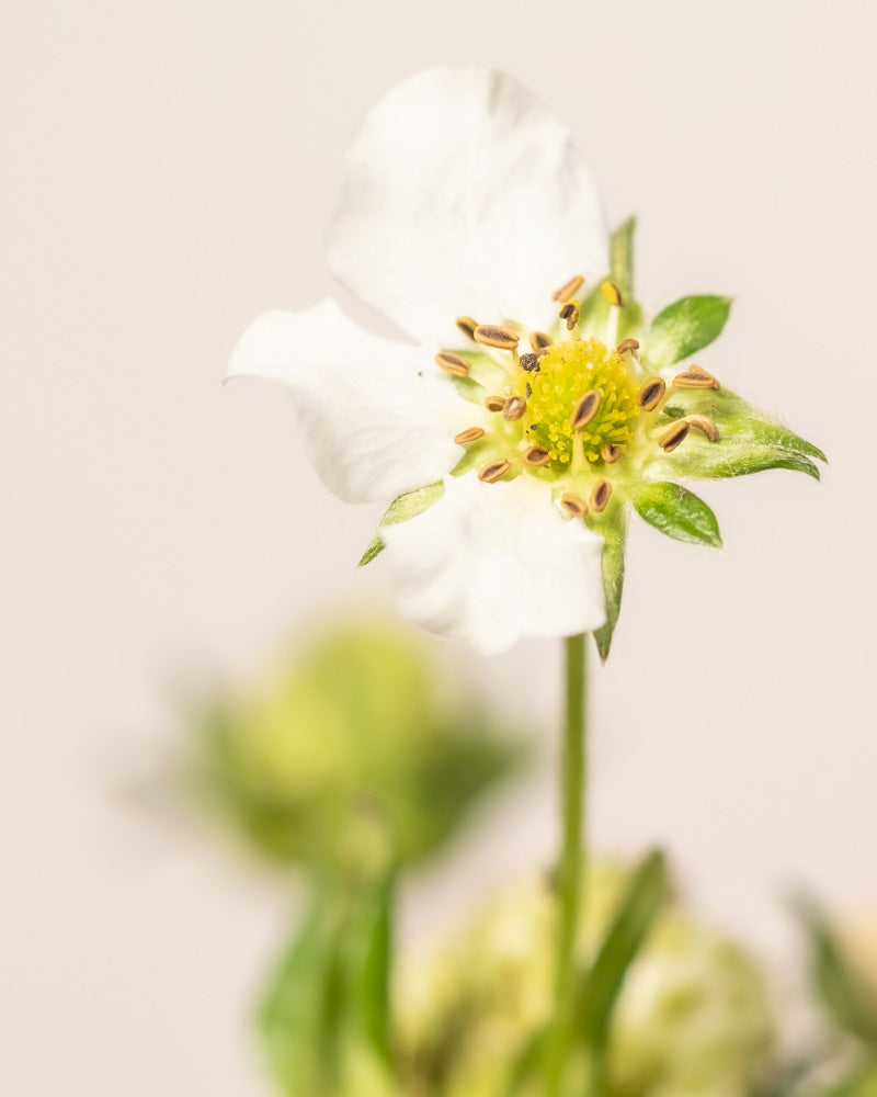Nahaufnahme einer weißen Wildblume mit fünf Blütenblättern und einer gelben, mit Samen bedeckten Mitte, die der Blüte der Erdbeere (Wurzelstock) ähnelt. Im Hintergrund sind grüne Blätter und eine unscharfe Erdbeerblüte zu sehen.