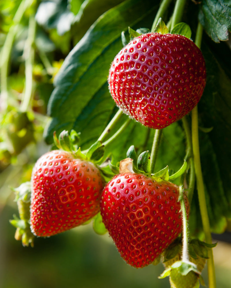 Nahaufnahme von drei reifen Früchten der Erdbeere (Wurzelstock), die an einer Pflanze hängen, mit leuchtend roter Farbe und winzigen Samen auf ihrer Oberfläche, mit grünen Blättern im Hintergrund.